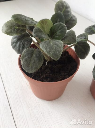 Фиалка, мята комнатная, Колеус.продажа, обмен