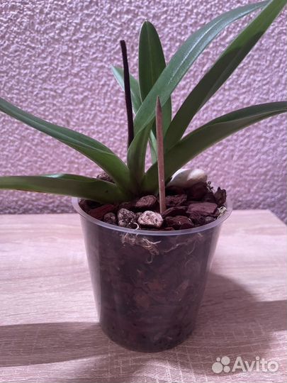 Орхидея пафиопедилум