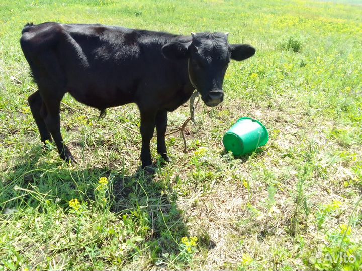 Корова,телята
