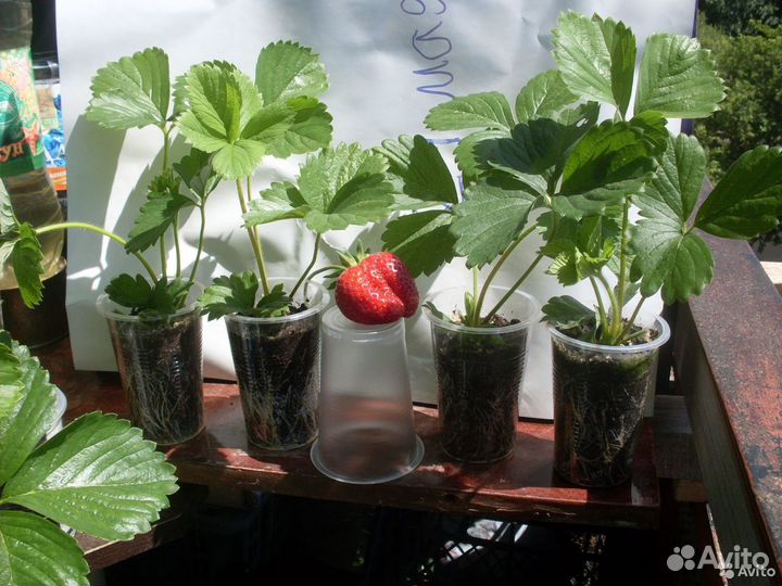 Земляника круглый год