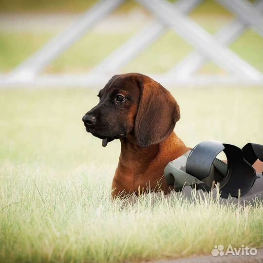 Щенки Баварской гончей