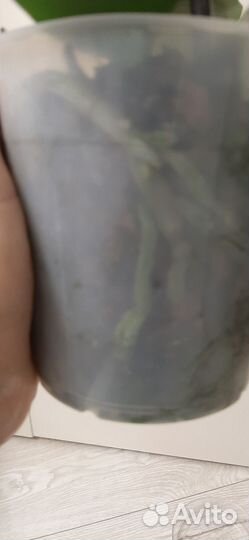 Орхидея биг лип Black Bear