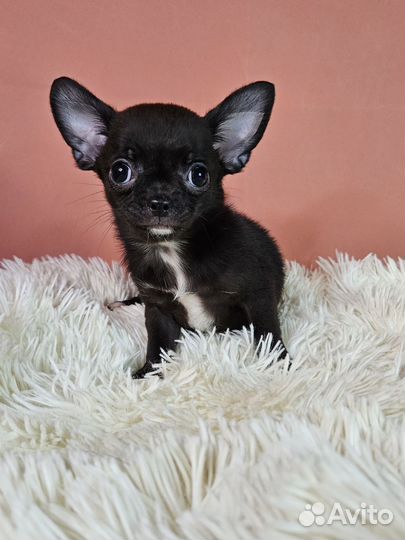 Очень тёмный шоколад девочка