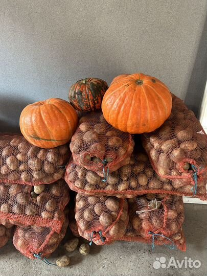 Продам картофель