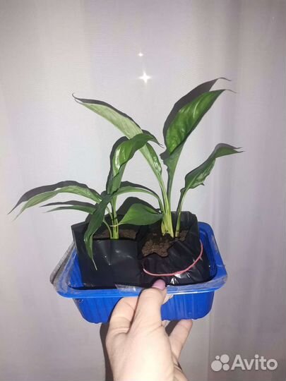 Спатифиллум