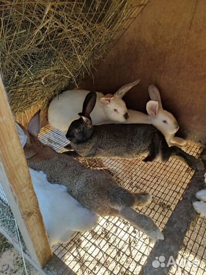 Крольчата