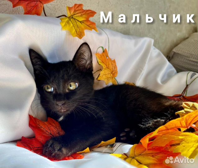 Отдам котят чернышей