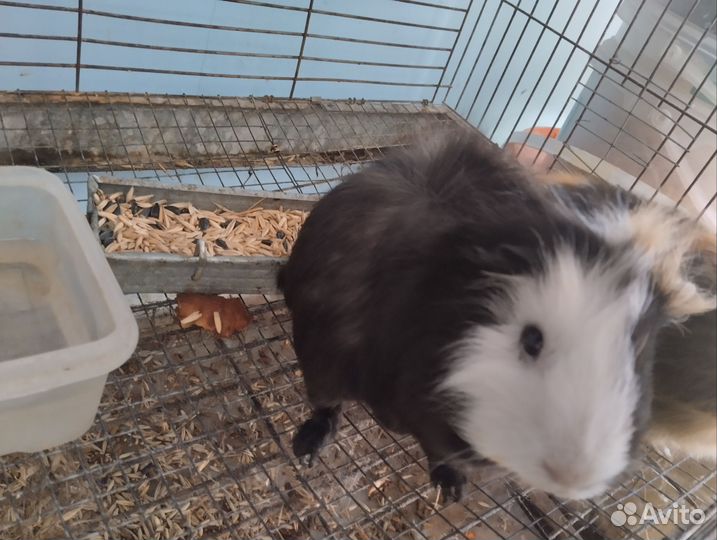 Морская свинка