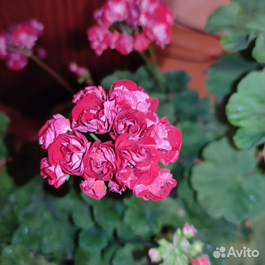 Разные комнатные растения