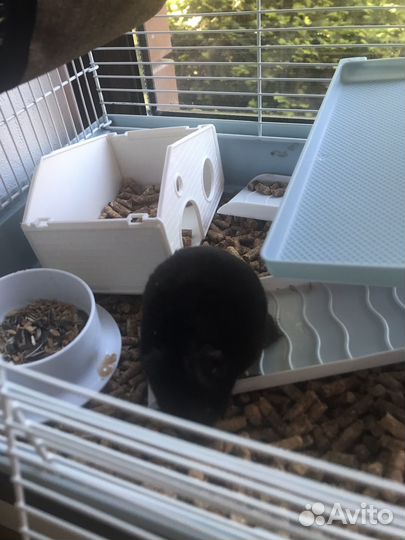 Сирийский хомяк