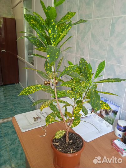 Домашние растения