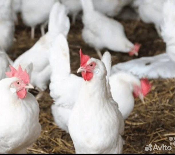 Куры несушки оптом