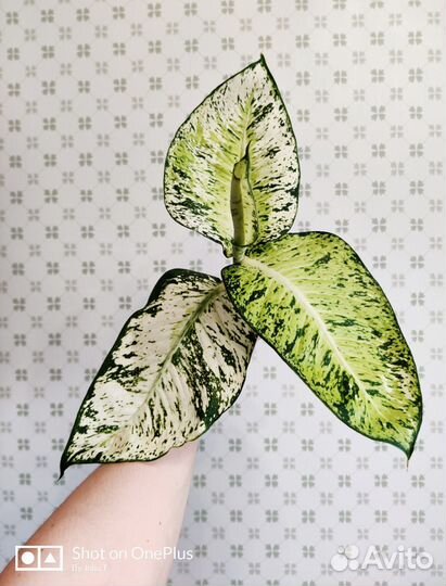 Диффенбахии