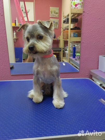 Стрижка собак в приморском районе