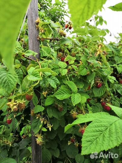 Продам саженцы ремонтантной малины
