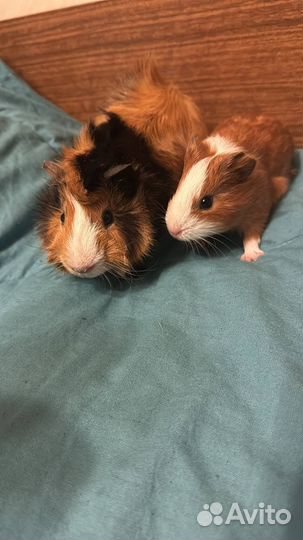 Морская свинка