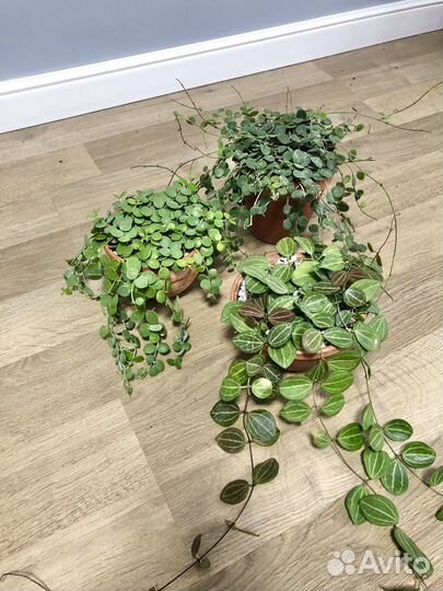 Дисхидия Овата, Нуммулария, Хойя Серпенс срезы