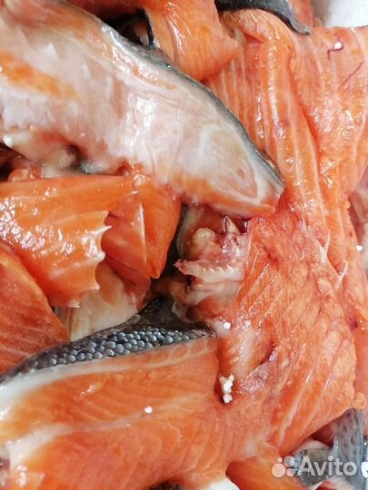 Обрезь форели морской