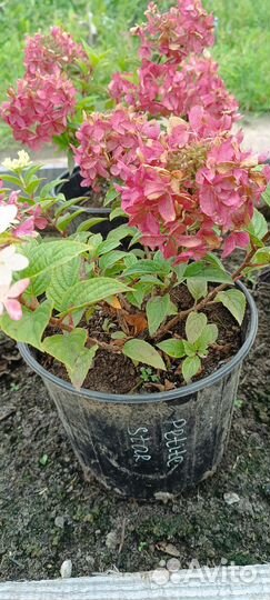 Гортензия метельчатая 