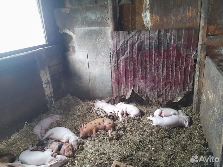 Продаются домашние поросята