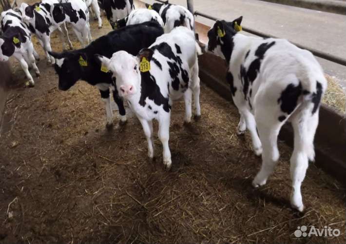 Телята бычки и тёлочки