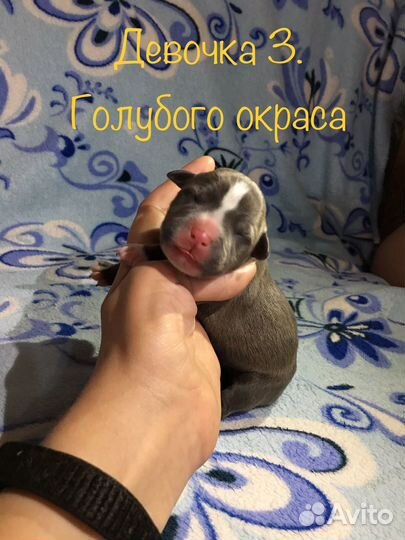 Щенки стаффа