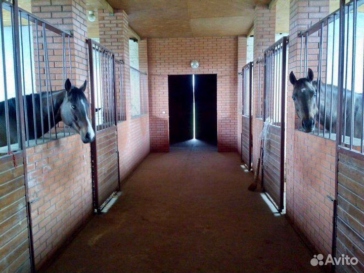 Постой лошадей