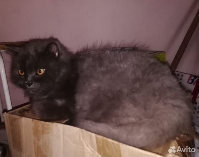 Британский кот