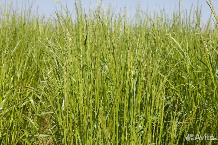 Семена многолетних трав