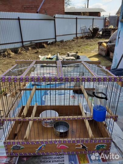 Лесные певчие птички: чижи,щеглы,репела,чечета -са