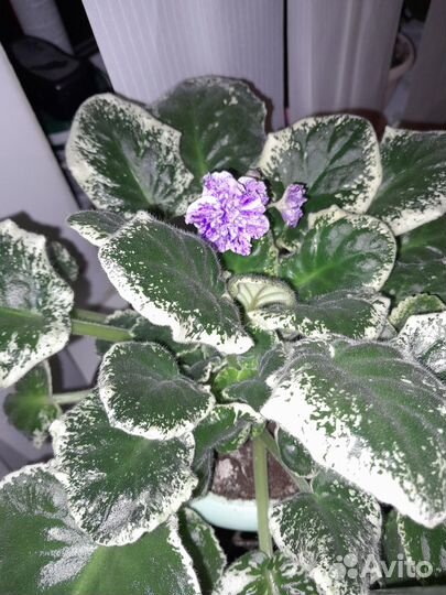 Продам цветы комнатные