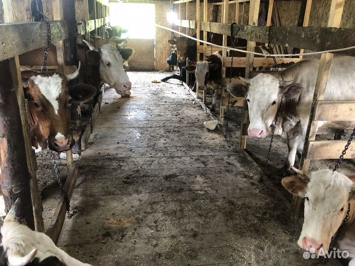 Молоко коровье