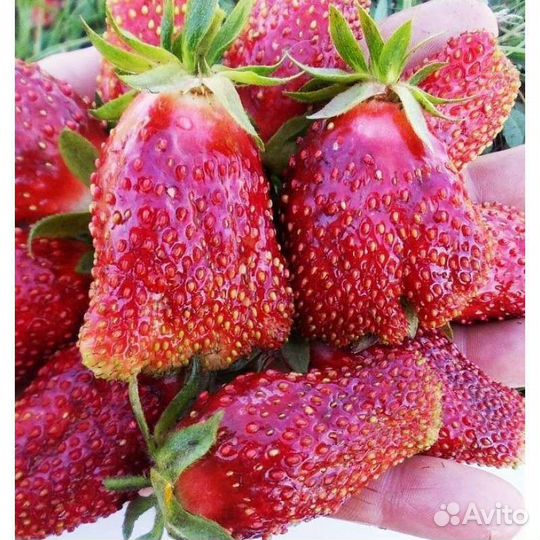 Рассада клубники