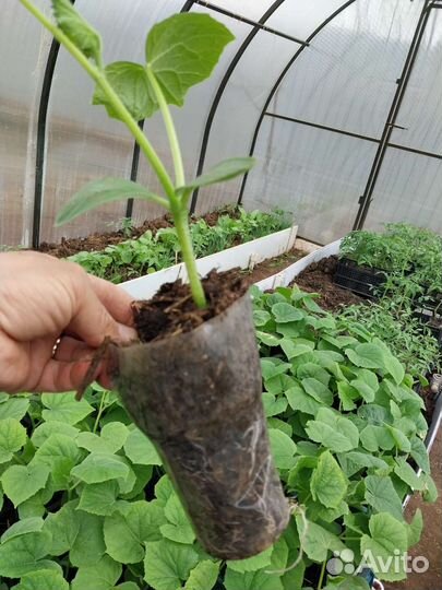 Рассада помидор и огурцов