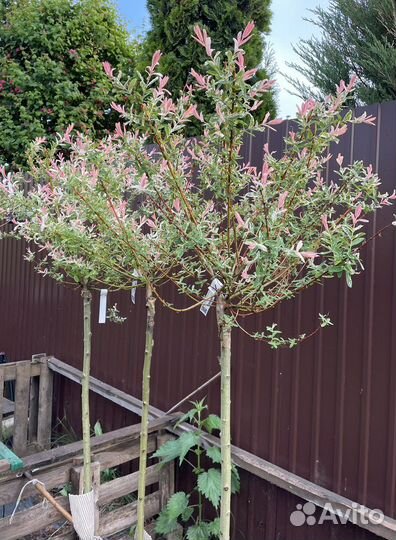 Ива Хакуро Нишики на штамбе