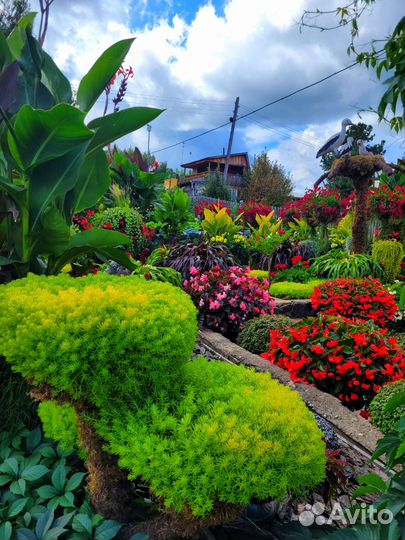 Седум еллоу