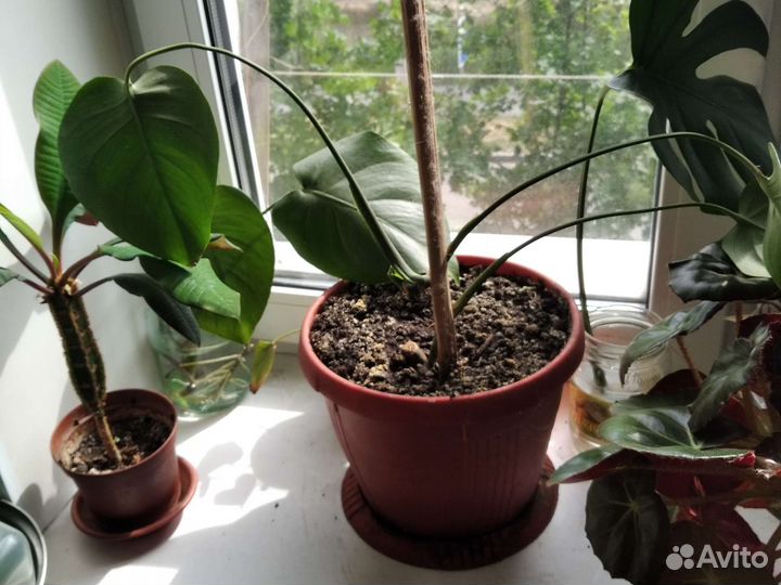 Монстера с горшком