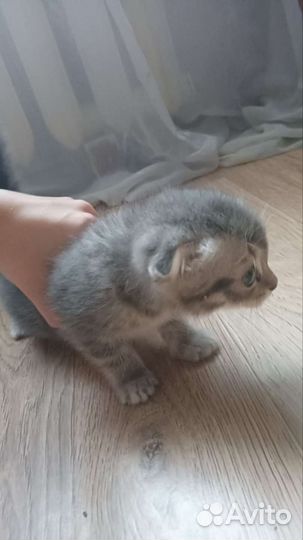 Шотландская