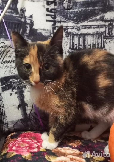 Самые красивые котята