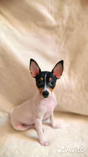 Американский той фокстерьер (Амертой)