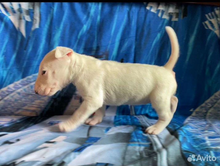 Щенки стандартного бультерьера