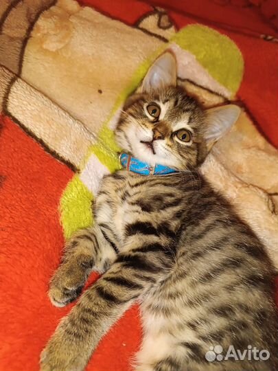 Котенок в дар