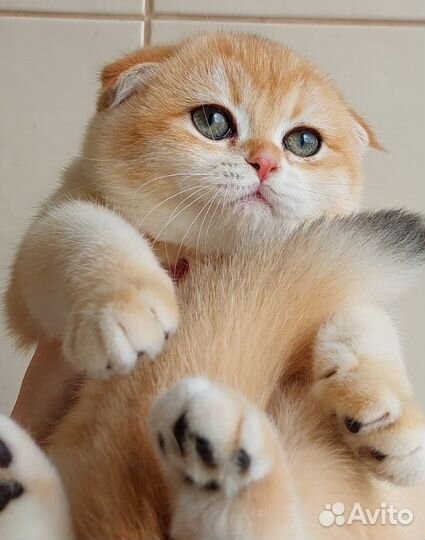 Шотландская вислоухая золотая шиншилла