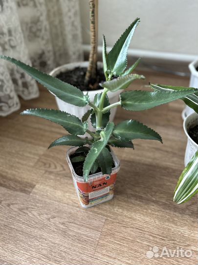 Комнатные цветы каланхоэ