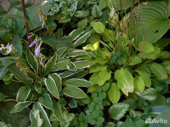 Рассада клубники 