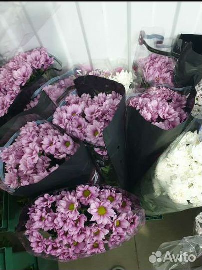 Хризантема оптом