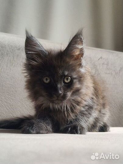 Бриллиантовая девочка Мейн Кун