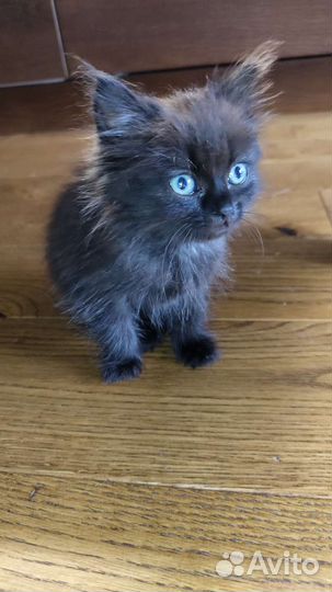 Котенок в добрые руки