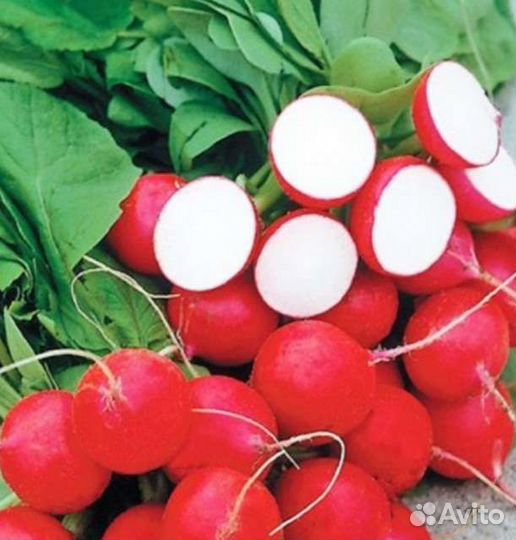 Продам набор семян редиса