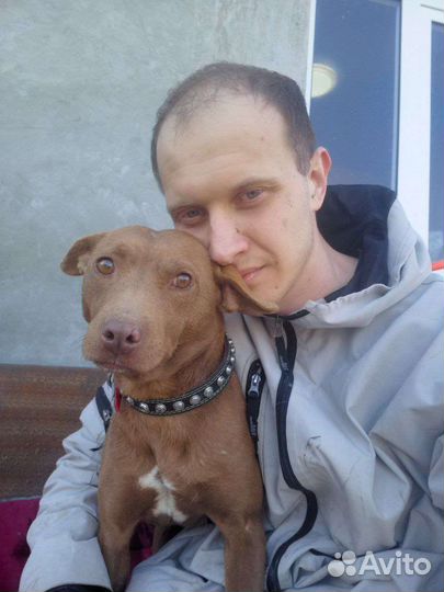 Миниатюрная Бренди ищет семью